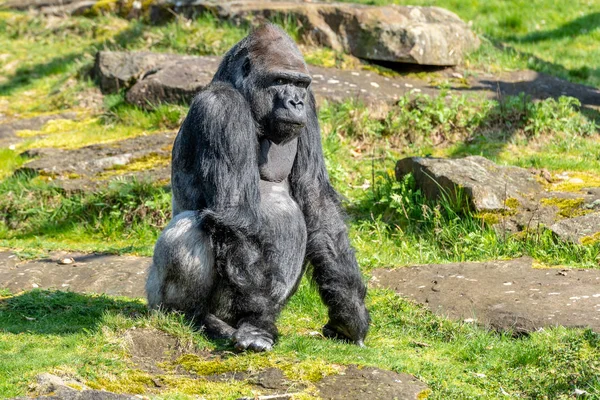 Male Gorilla Keeps Eye Audience Nothing Taken — Stock Photo, Image