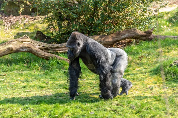 オスのゴリラがホランドの動物園で食べ物を探している — ストック写真