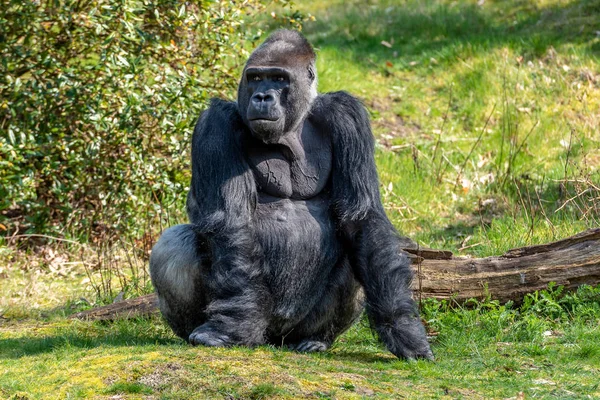 Gorila Macho Está Sentado Está Olhando Redor — Fotografia de Stock