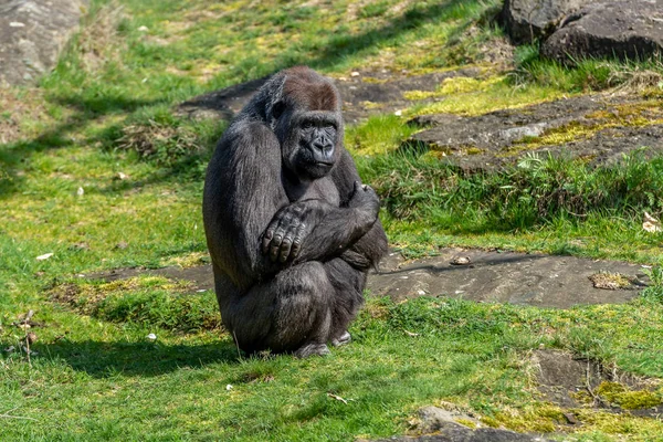 Gorilla Woman Waiting Her Eat — Stock Photo, Image