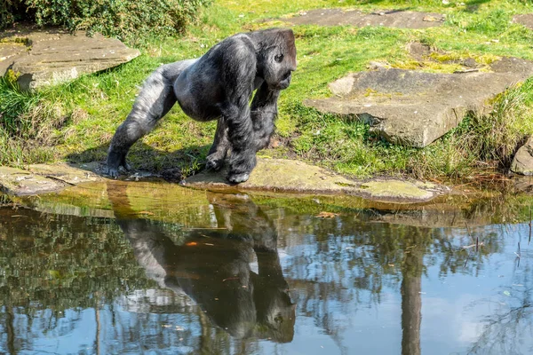 Gorila Está Huyendo Del Agua — Foto de Stock