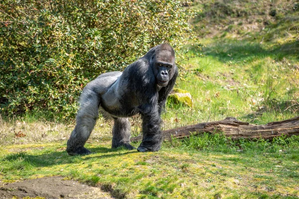 Hombre Gorila Está Mirando Gorila Hembra — Foto de Stock