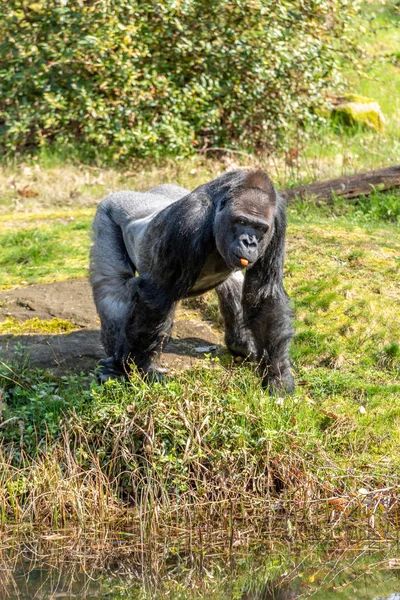 Hombre Gorila Está Pie Cerca Piscina — Foto de Stock