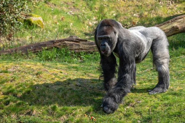 Gorille Mâle Veille Sur Groupe — Photo