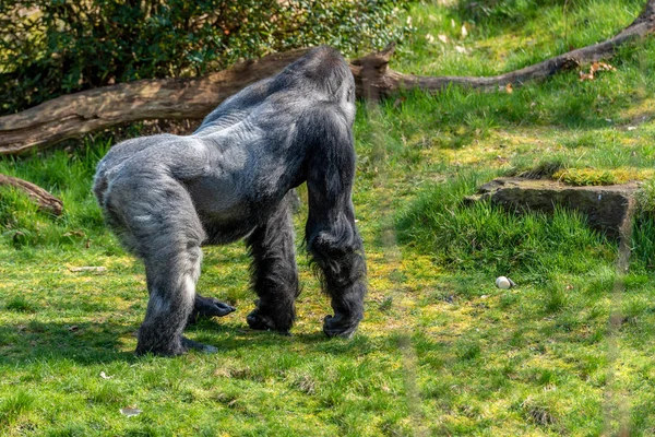 Gorilla Mann Kehrt Dem Tier Den Rücken Und Geht Weg — Stockfoto