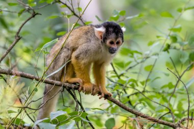 kafatası sincap ince bir dal üzerinde oturur