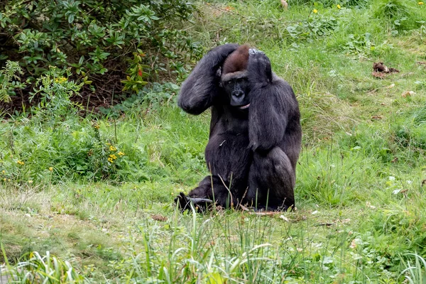 Gorila agarra a cabeça com duas mãos — Fotografia de Stock