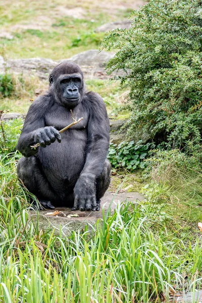 Gorila com um ramo na mão — Fotografia de Stock
