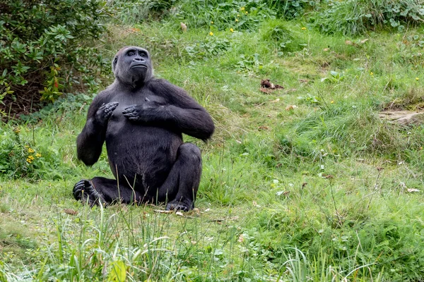 Um gorila faz um rolo de peito — Fotografia de Stock