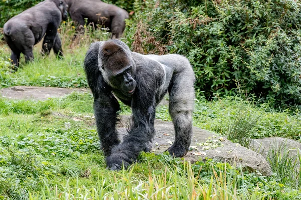 Gorilla male is standing with two hands in the grass — Stock Photo, Image