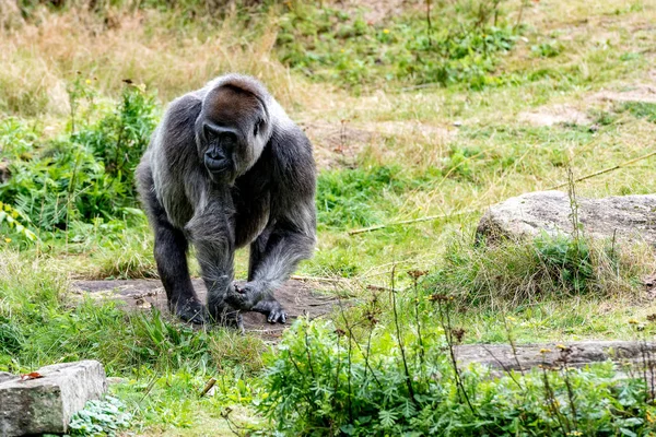 Gorila masculino pesquisas e olha ao redor — Fotografia de Stock