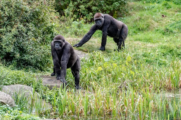 Two gorilla are watching the leader — Stock Photo, Image