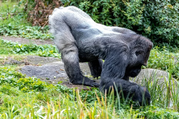 Gorila macho está buscando algo en la hierba —  Fotos de Stock