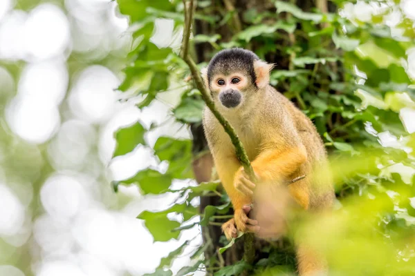 kafatası maymun bir dal üzerinde oturur