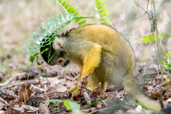 Mono calavera busca comida en la maleza — Foto de Stock