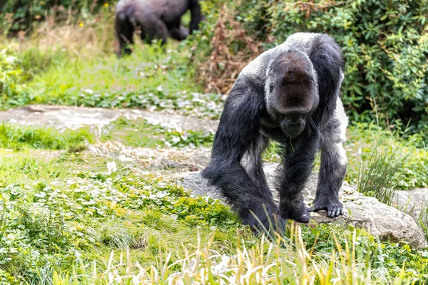 Самцы гориллы ищут пищу на земле — стоковое фото