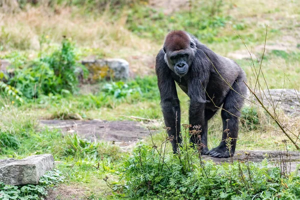 young gorilla looks around the island