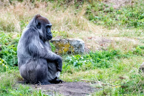 Vieja gorila se sienta en silencio en una piedra y está mirando — Foto de Stock