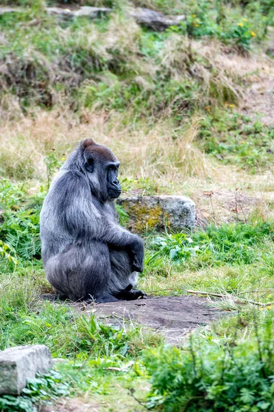 古いゴリラの女性は石の上に静かに座っている — ストック写真