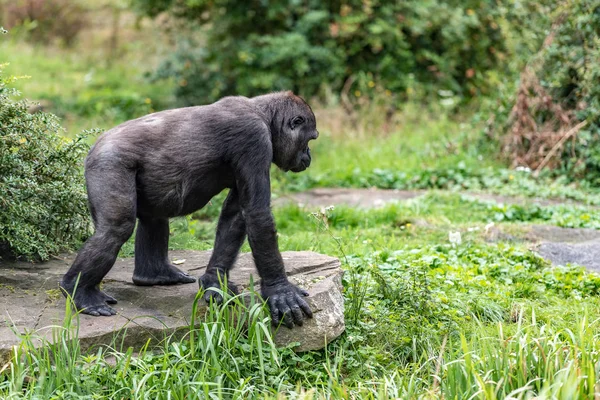 young gorilla stands looking at the leader