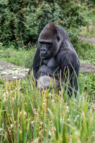 Gorila macho está sentado na grama — Fotografia de Stock