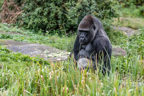 Gorila macho está sentado na grama e está olhando — Fotografia de Stock
