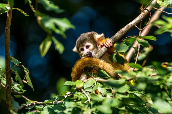 Junger Totenkopfaffe sitzt im Baum und spielt mit seinem Schwanz — Stockfoto