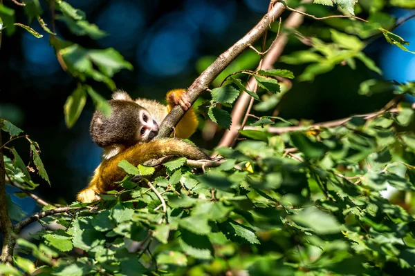 Jovem macaco esquilo coloca sua orelha no ramo — Fotografia de Stock