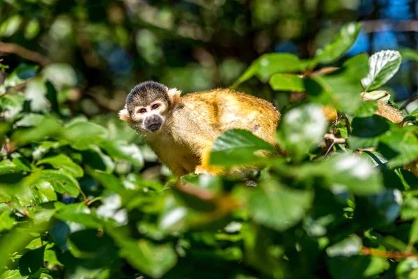 Eichhörnchen-Affe sitzt hoch im Baum — Stockfoto