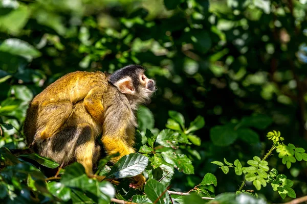 Eekhoorn aap met een pup op zijn rug — Stockfoto