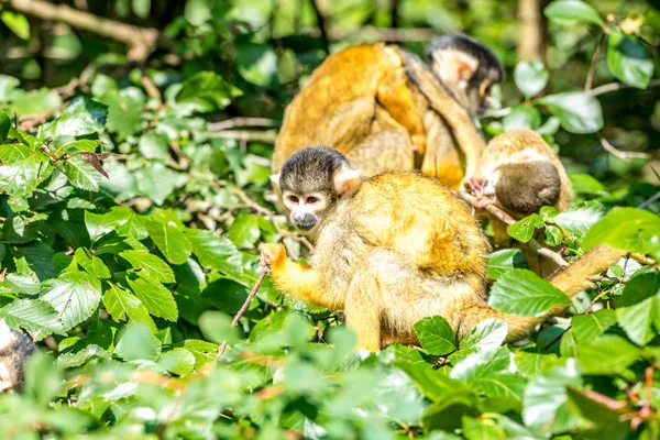 Schedels Monkey familie samen hoog — Stockfoto