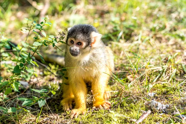 Junge Totenkopfaffe sitzt auf dem Boden in der Sonne — Stockfoto