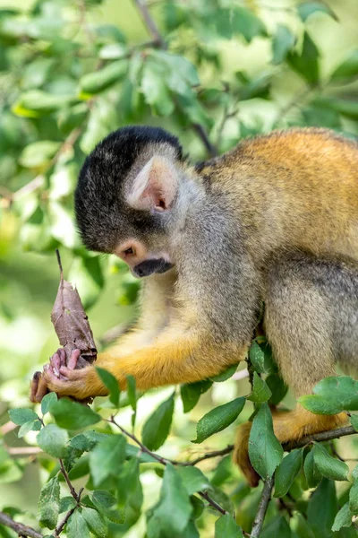 Joven mono ardilla se sienta en una rama — Foto de Stock