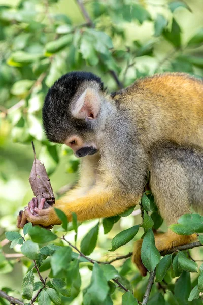 Junge Eichhörnchenaffe sitzt auf einem Ast — Stockfoto