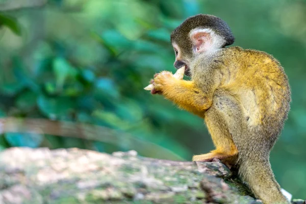Jonge schedel aap zit op een steen eten — Stockfoto
