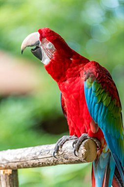 gözleri açık güzel bir papağan