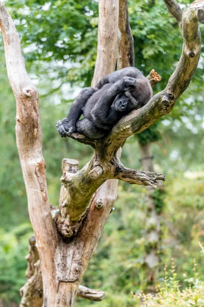 Gorilla woman lies high in the tree — Stock Photo, Image