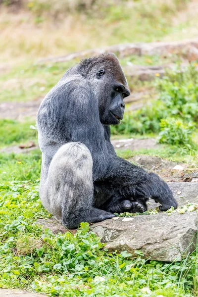 Gorila macho senta-se em uma pedra e olha para os lados — Fotografia de Stock