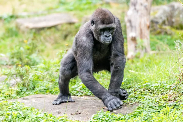 Gorilla stands on a stone and moves — Stock Photo, Image