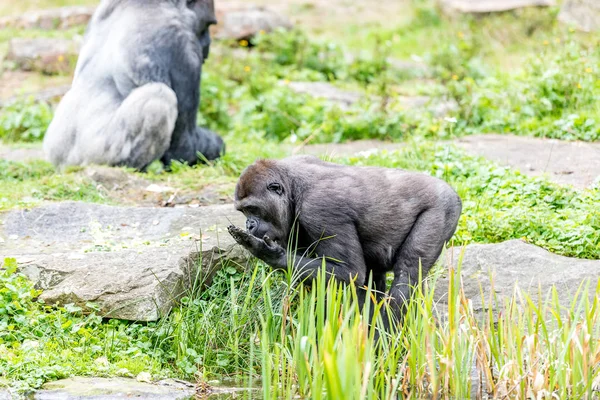 ゴリラは池から水を飲む — ストック写真