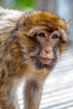 Barbary monkeys have a brownish-yellow fur clipart