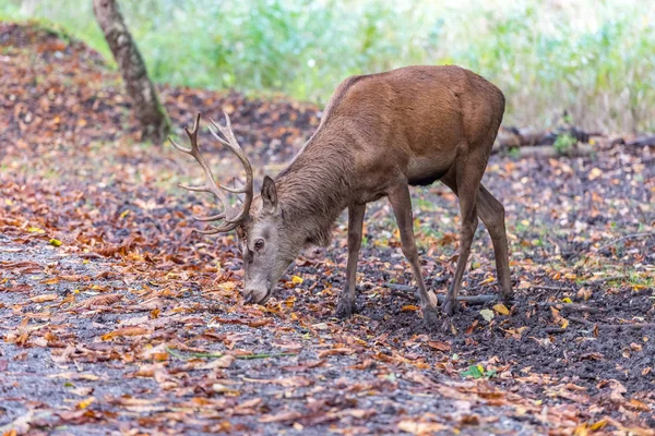 Cerf roux renifle le long du sentier de randonnée entre les feuilles — Photo