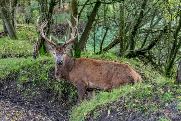 a large red deer stands along the road