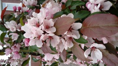 çiçek açan şube Apple ağaç beyaz yakın çekim