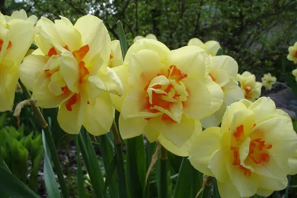 Jonquilles Variétales Dans Jardin — Photo