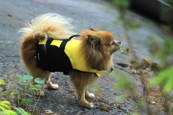 Sarı bir can yeleği doğada Spitz köpek