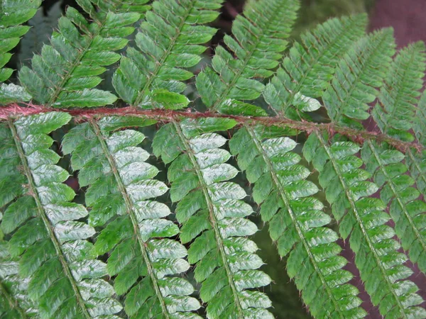 Struttura naturale e concetto di sfondo. Foglia di felce da vicino nell'orto botanico . — Foto Stock