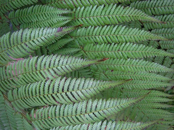 Natural texture and background concept. Beautiful fern leaves background closeup. — Stock Photo, Image