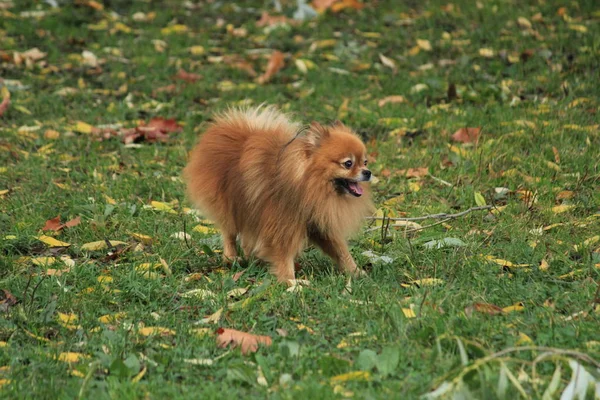 Köpek pomeranian spitz gülümseme. Sevimli kabarık köpek mutlu yüz ile sonbahar parkta yürüyüş . Ekim güneşli bir günde pomeranian köpek Güz yürüyüş.