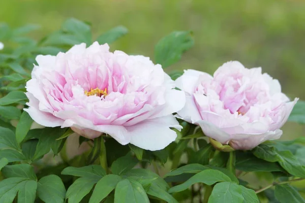 flowers peony concept. Bush with two large light pink peony flowers of Japanese variety. beautiful close-up view